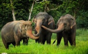 Elephant hills tour thailand