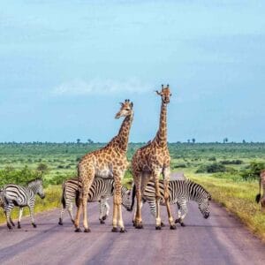 explore safari in south africa