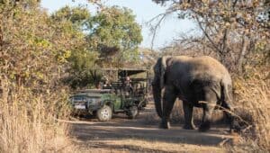 safari from Mabula Lodge